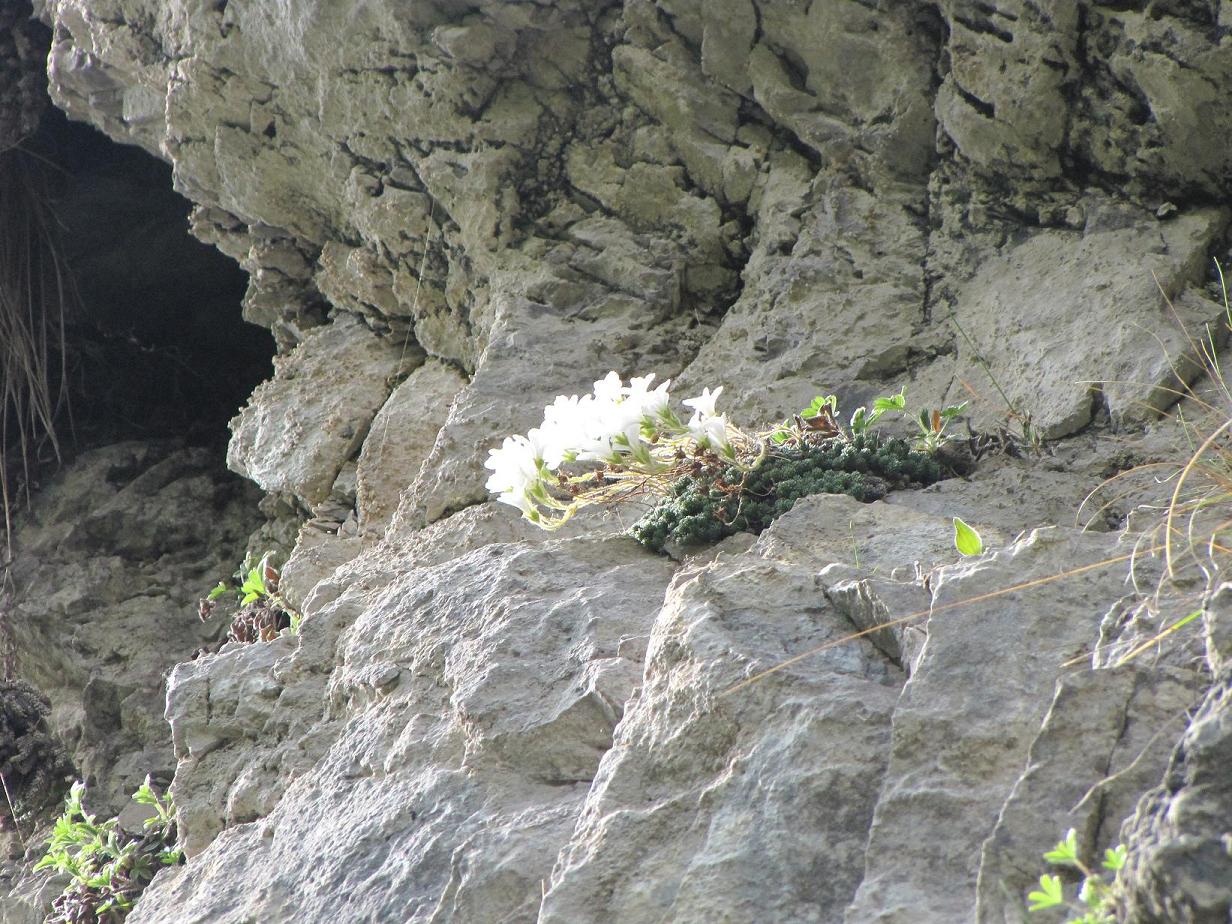 Saxifraga tombeanensis / Sassifraga del Monte Tombea